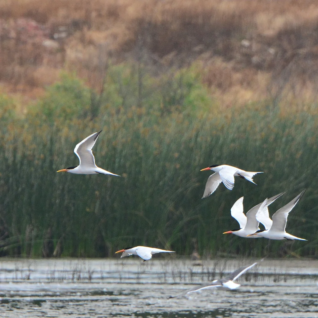 美洲凤头燕鸥(Thalasseus elegans)