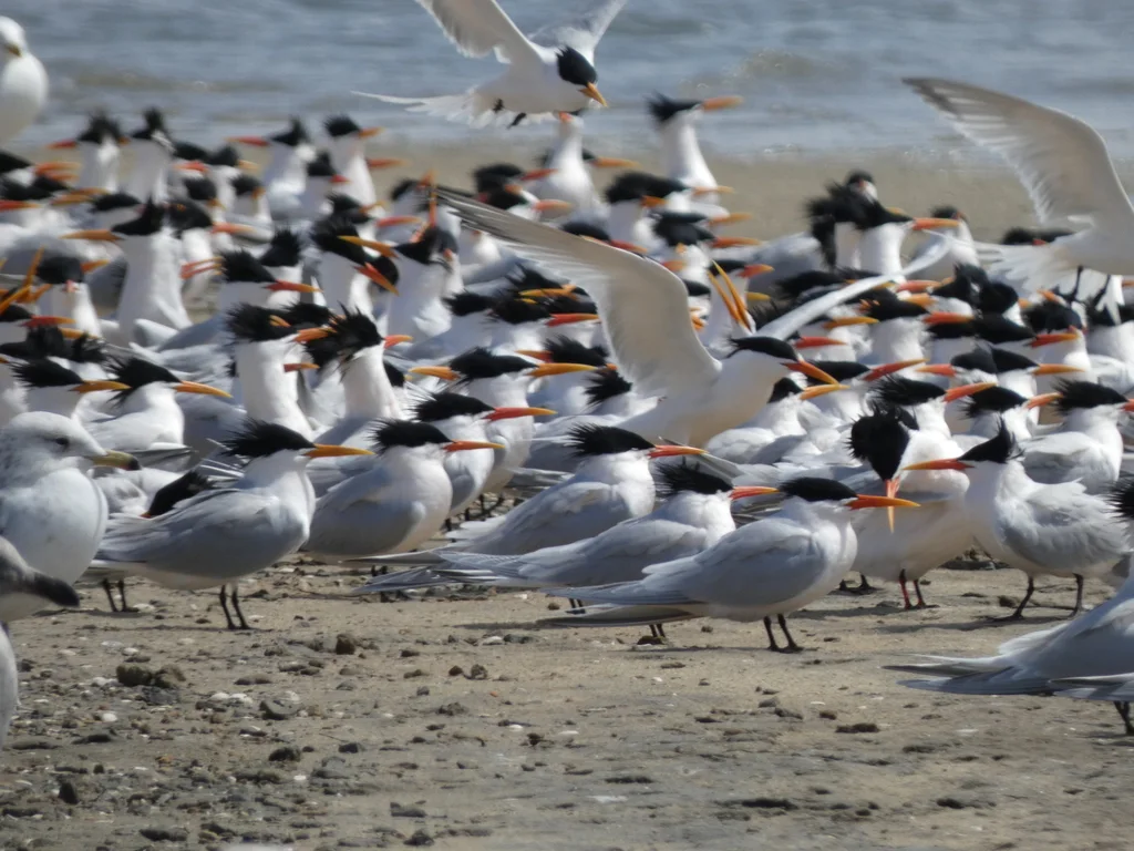 美洲凤头燕鸥(Thalasseus elegans)