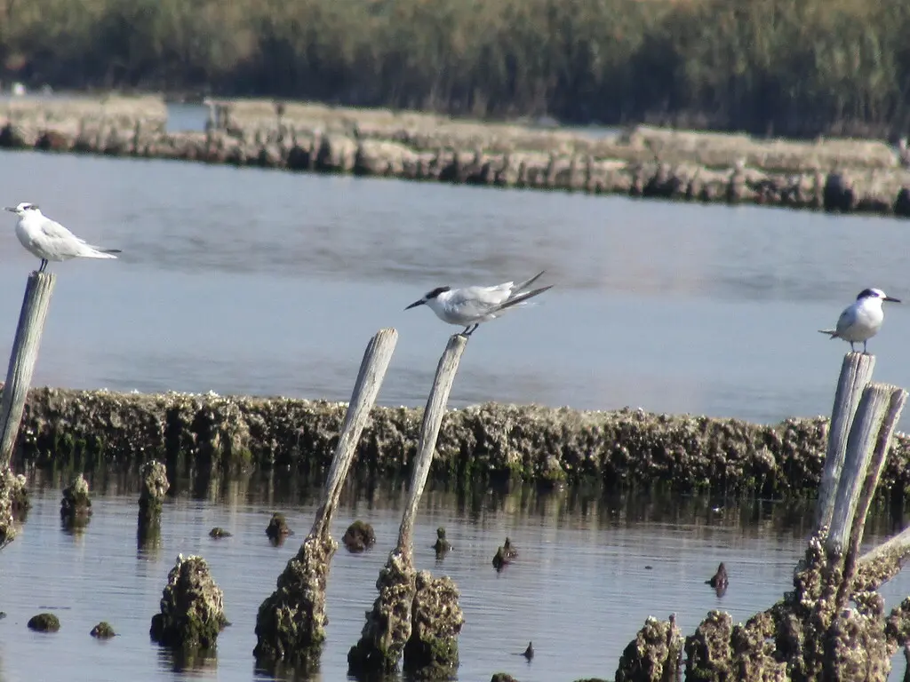 白嘴端凤头燕鸥(Thalasseus sandvicensis)
