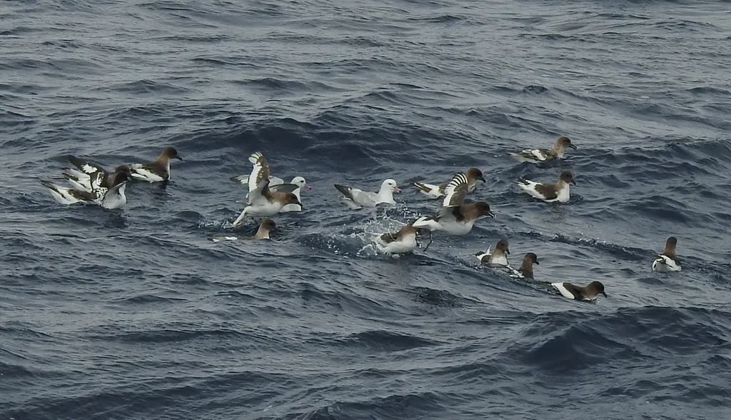南极鹱(Thalassoica antarctica)