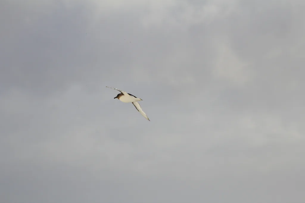 南极鹱(Thalassoica antarctica)