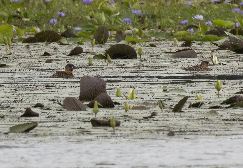 白背鸭(Thalassornis leuconotus)