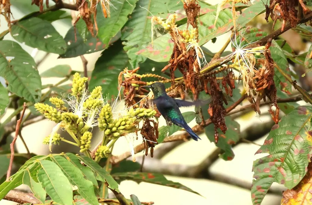 蓝顶妍蜂鸟(Thalurania colombica)