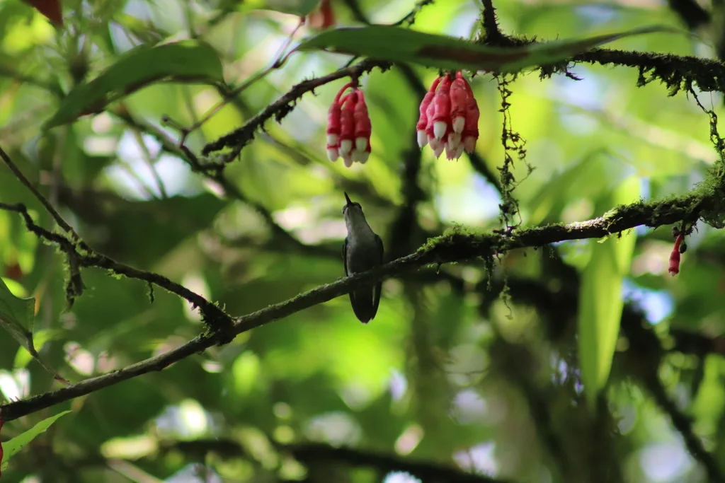 蓝顶妍蜂鸟(Thalurania colombica)