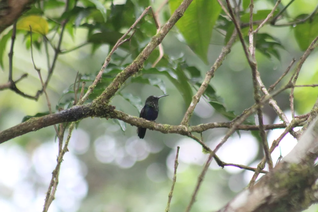 叉尾妍蜂鸟(Thalurania furcata)