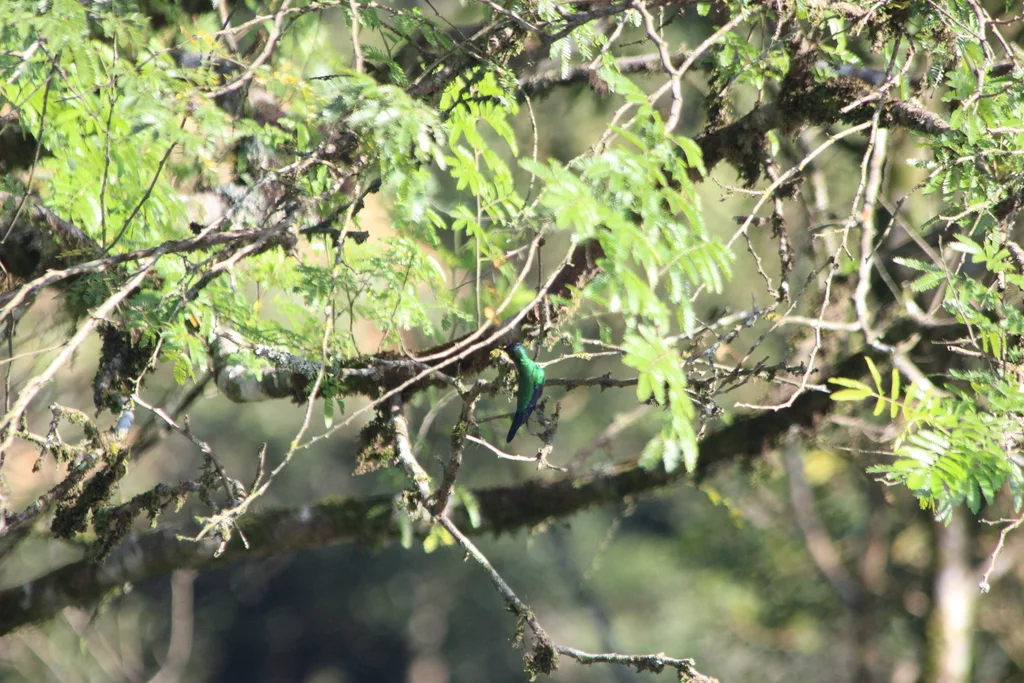 紫顶妍蜂鸟(Thalurania glaucopis)