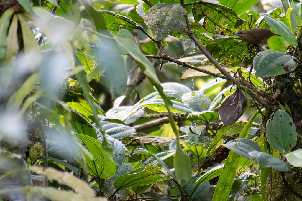 褐蚁鵙(Thamnistes anabatinus)