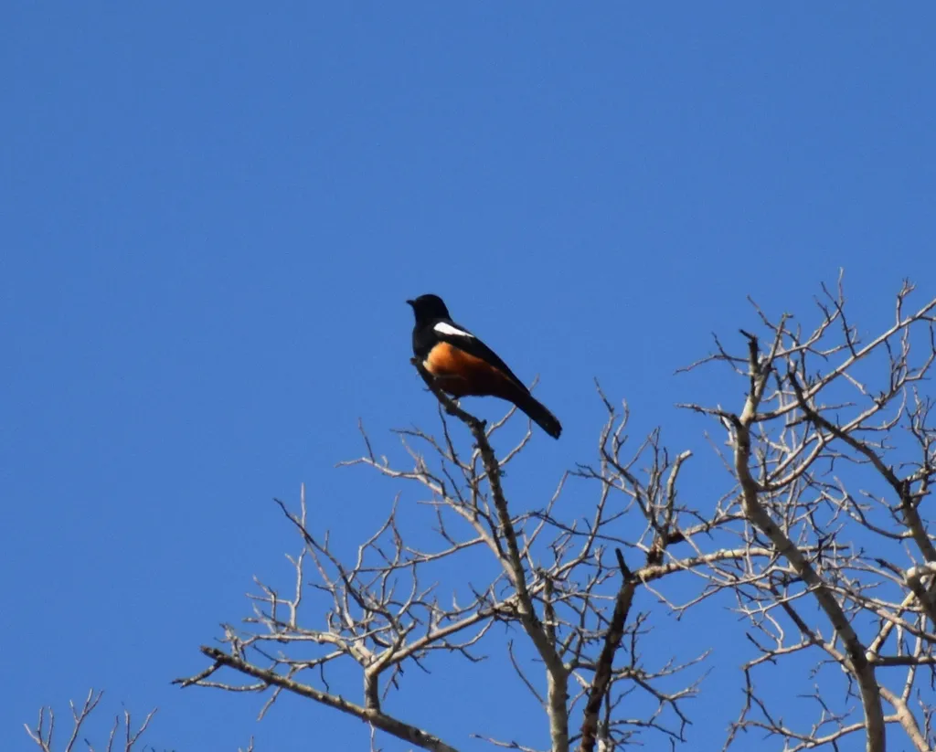 桂红蚁䳭(Thamnolaea cinnamomeiventris)