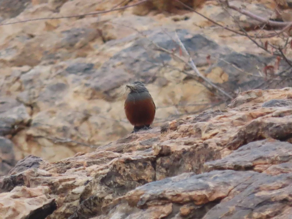 桂红蚁䳭(Thamnolaea cinnamomeiventris)