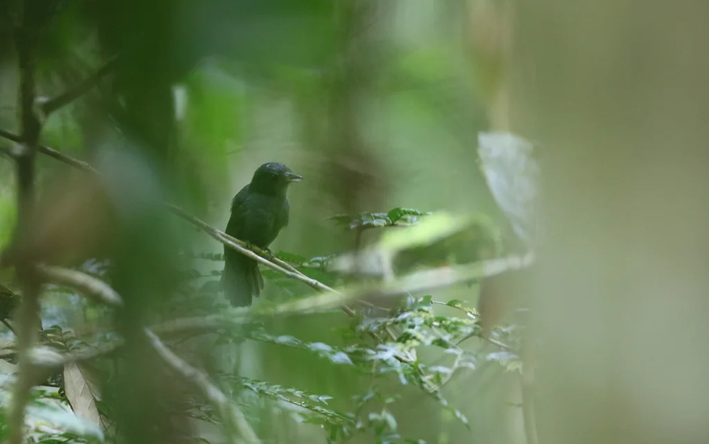 灰蚁鵙(Thamnomanes caesius)