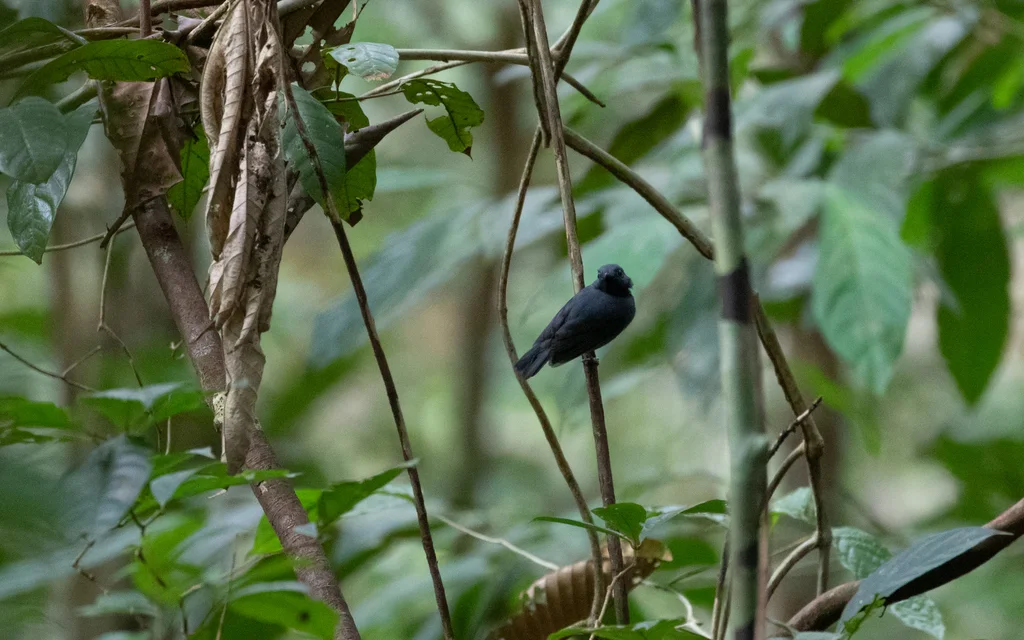 暗色蚁鵙(Thamnomanes saturninus)