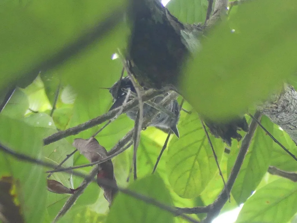 亚马孙蚁鵙(Thamnophilus amazonicus)