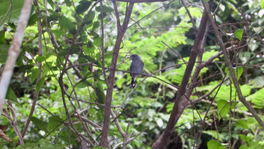 索瑞蚁鵙(Thamnophilus ambiguus)