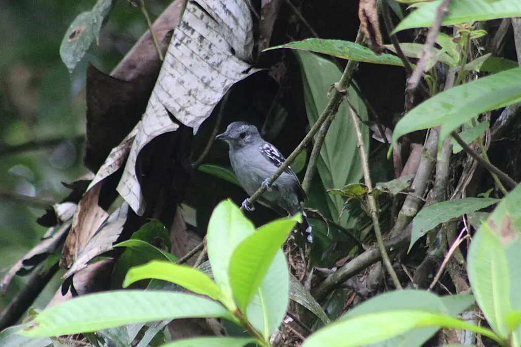 西蓝灰蚁鵙(Thamnophilus atrinucha)