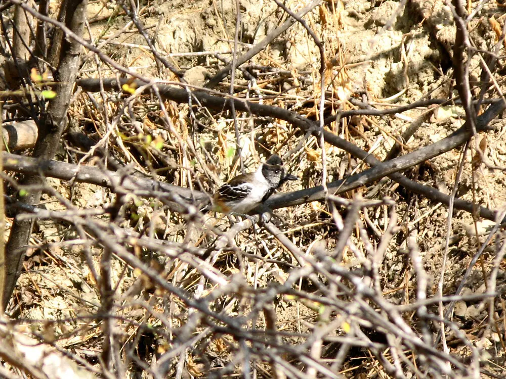 领蚁鵙(Thamnophilus bernardi)