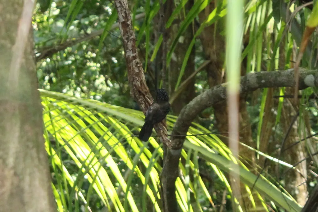 黑头蚁鵙(Thamnophilus bridgesi)