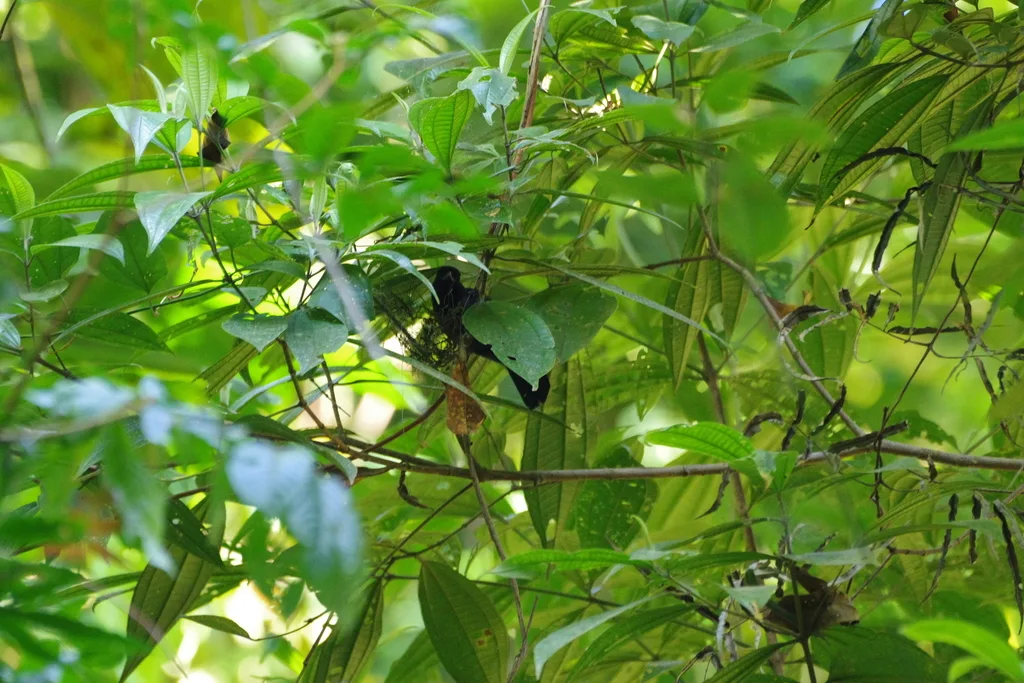 黑头蚁鵙(Thamnophilus bridgesi)