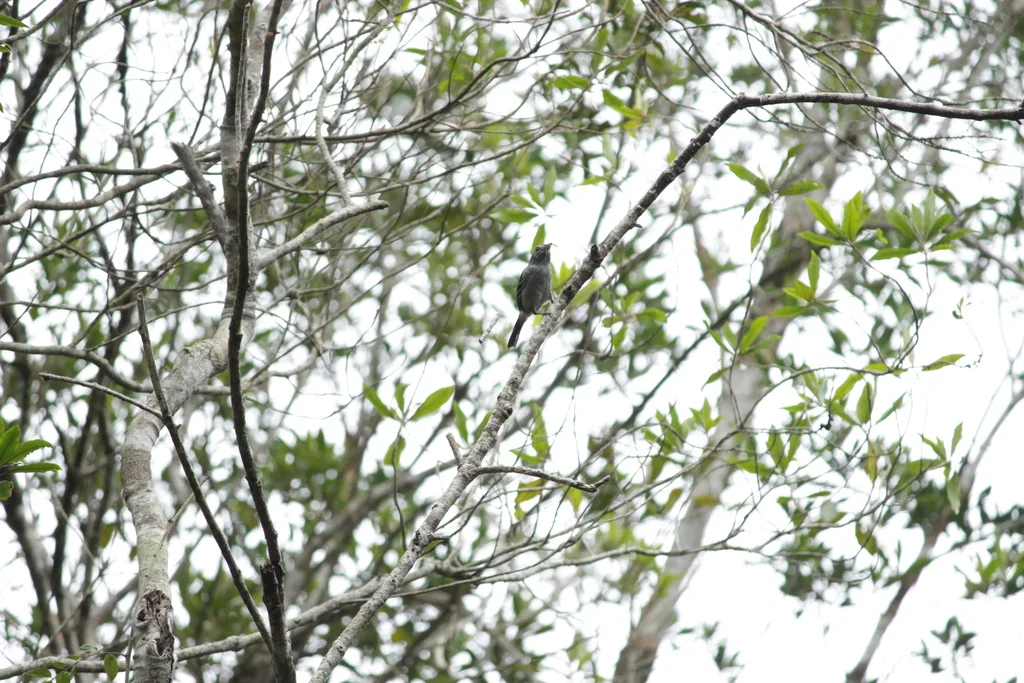 杂色蚁鵙(Thamnophilus caerulescens)