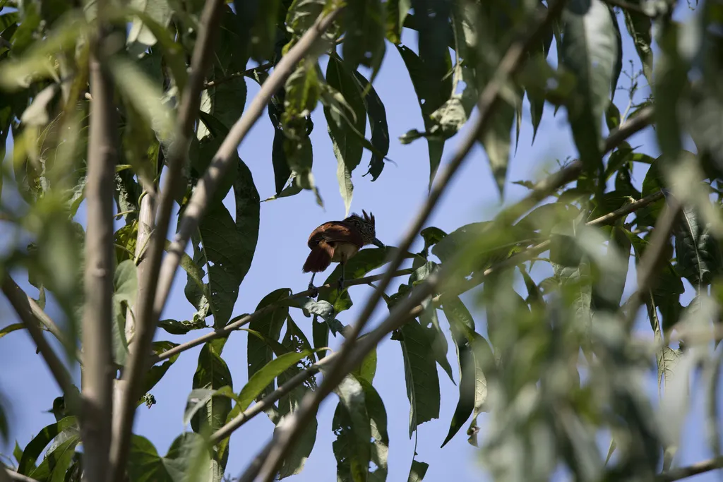 横斑蚁鵙(Thamnophilus doliatus)