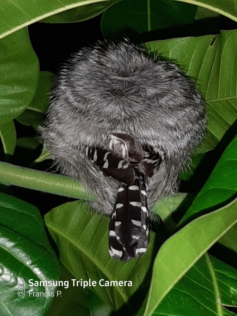 横斑蚁鵙(Thamnophilus doliatus)