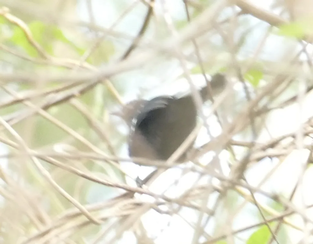 斑尾蚁鵙(Thamnophilus melanothorax)