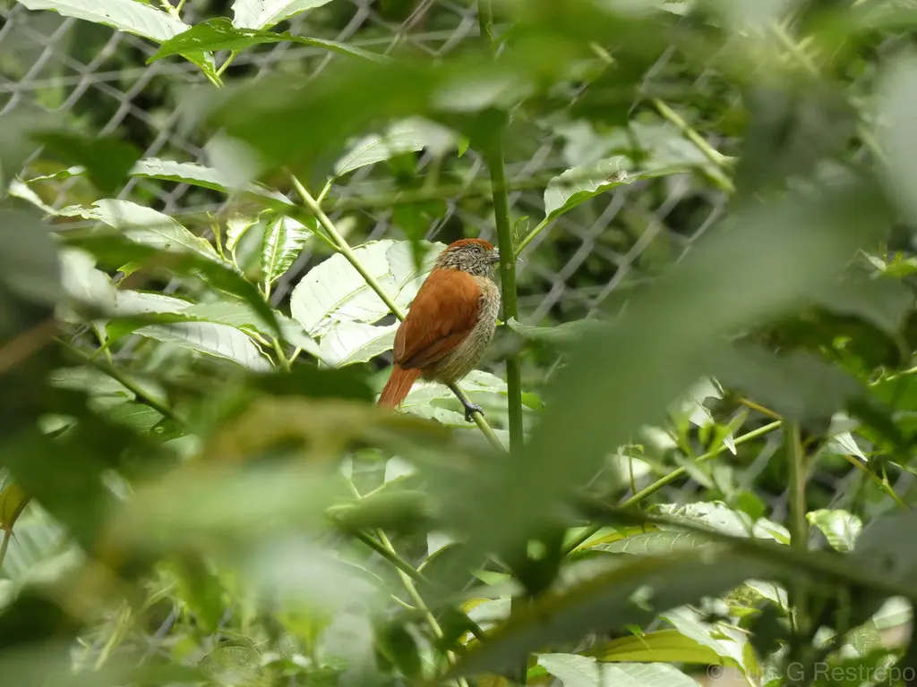 斑冠蚁鵙(Thamnophilus multistriatus)
