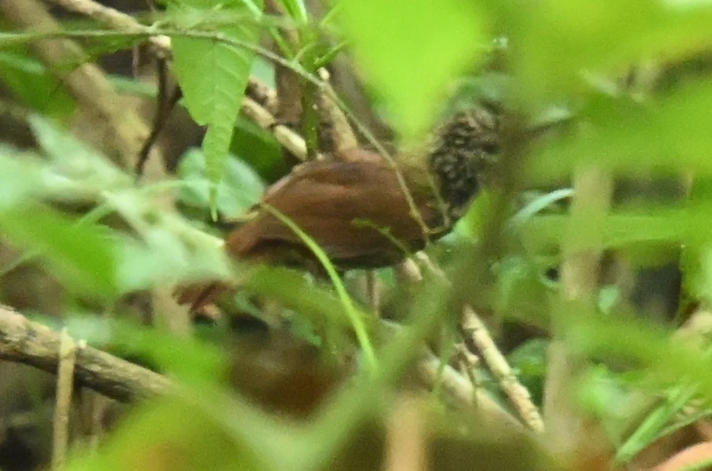 黑蚁鵙(Thamnophilus nigriceps)