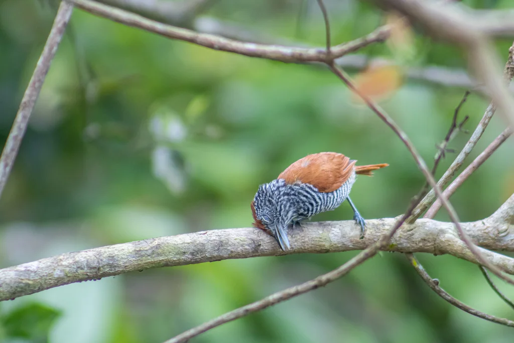 栗背蚁鵙(Thamnophilus palliatus)