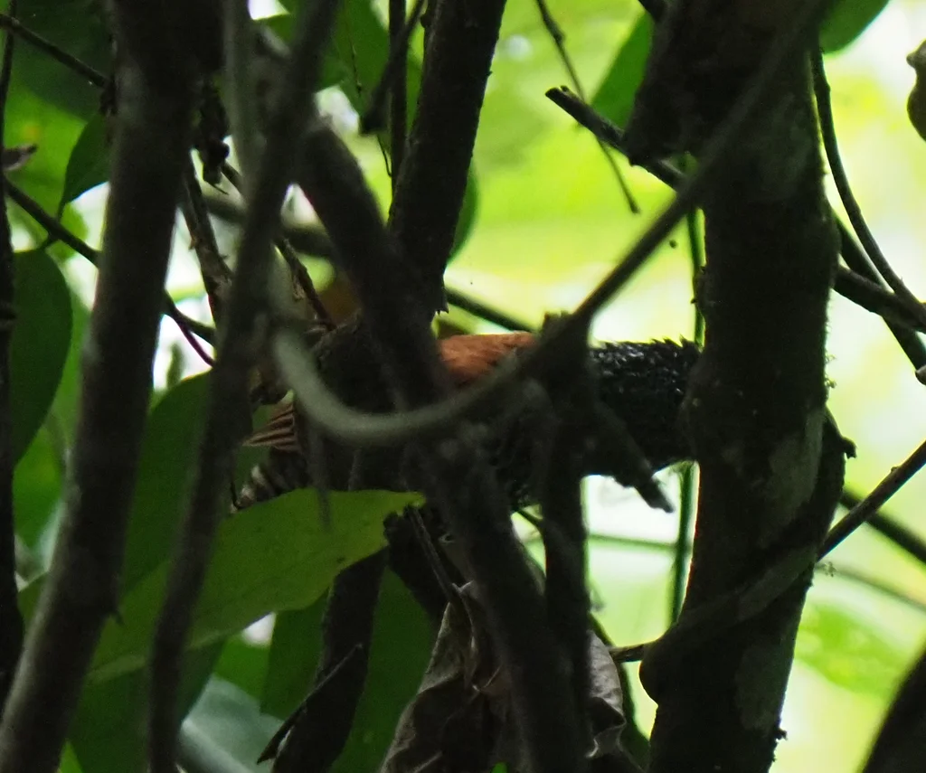 栗背蚁鵙(Thamnophilus palliatus)
