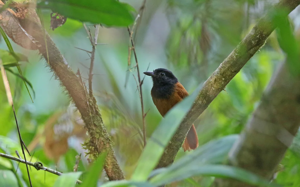厄瓜多尔蚁鵙(Thamnophilus praecox)