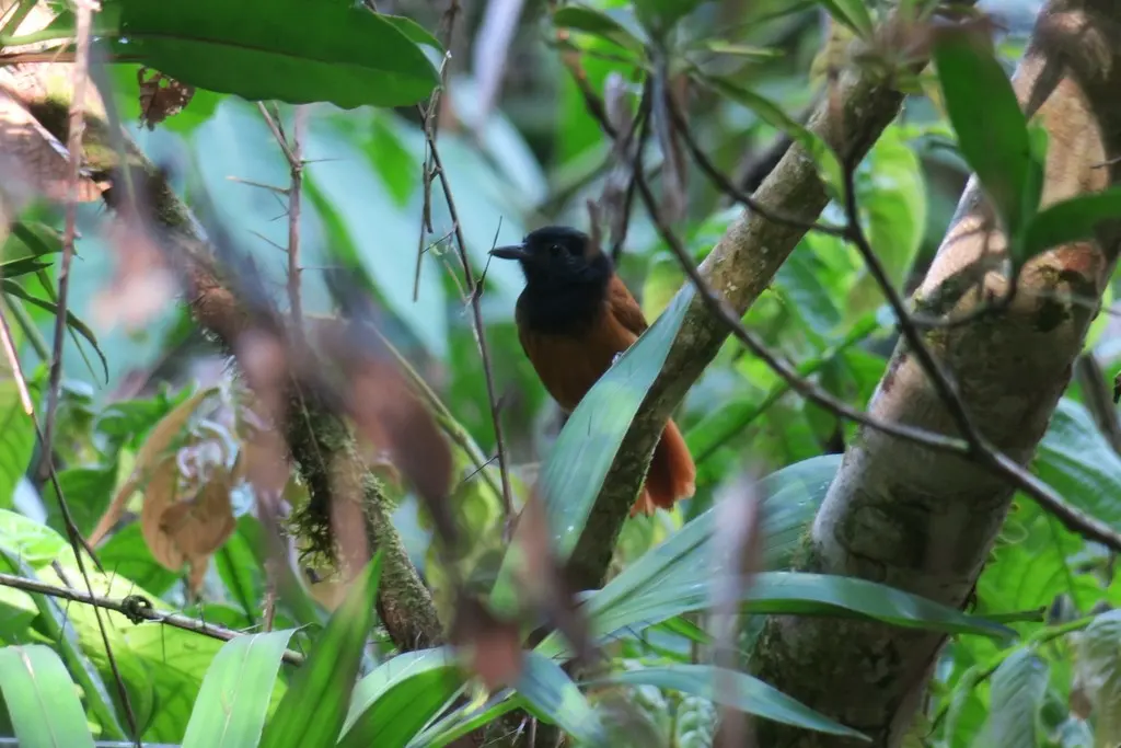 厄瓜多尔蚁鵙(Thamnophilus praecox)