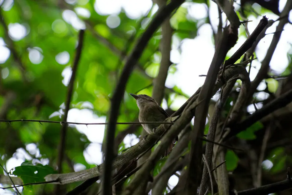 蓝灰蚁鵙(Thamnophilus punctatus)