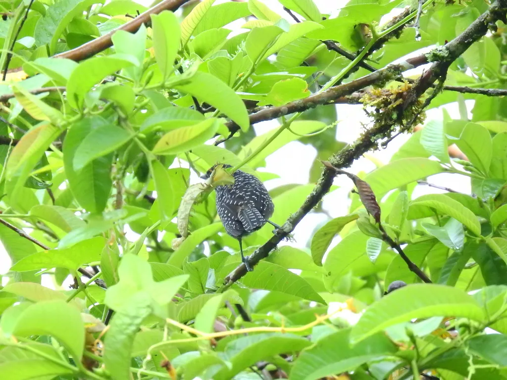 线纹蚁鵙(Thamnophilus tenuepunctatus)