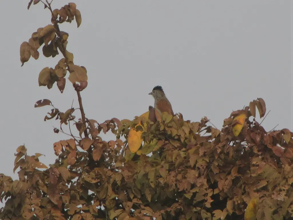 棕翅蚁鵙(Thamnophilus torquatus)