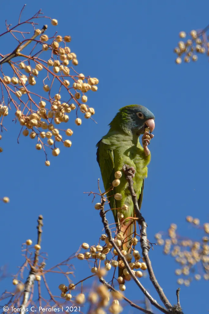 蓝冠鹦哥(Thectocercus acuticaudatus)