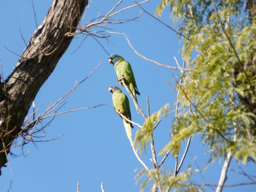 蓝冠鹦哥(Thectocercus acuticaudatus)
