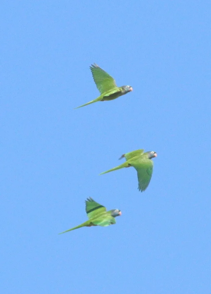 蓝冠鹦哥(Thectocercus acuticaudatus)
