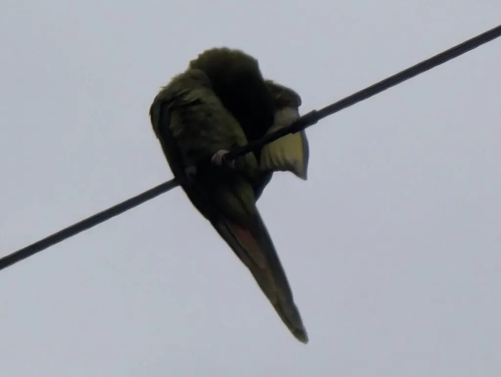 蓝冠鹦哥(Thectocercus acuticaudatus)