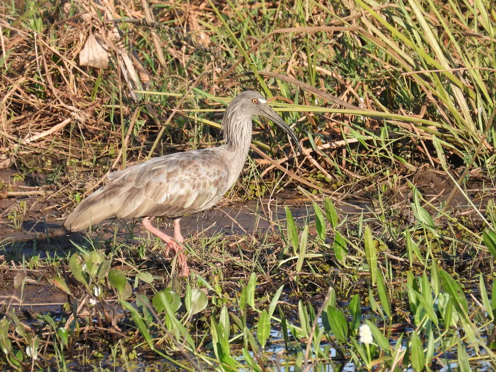 铅色鹮（Theristicus caerulescens）
