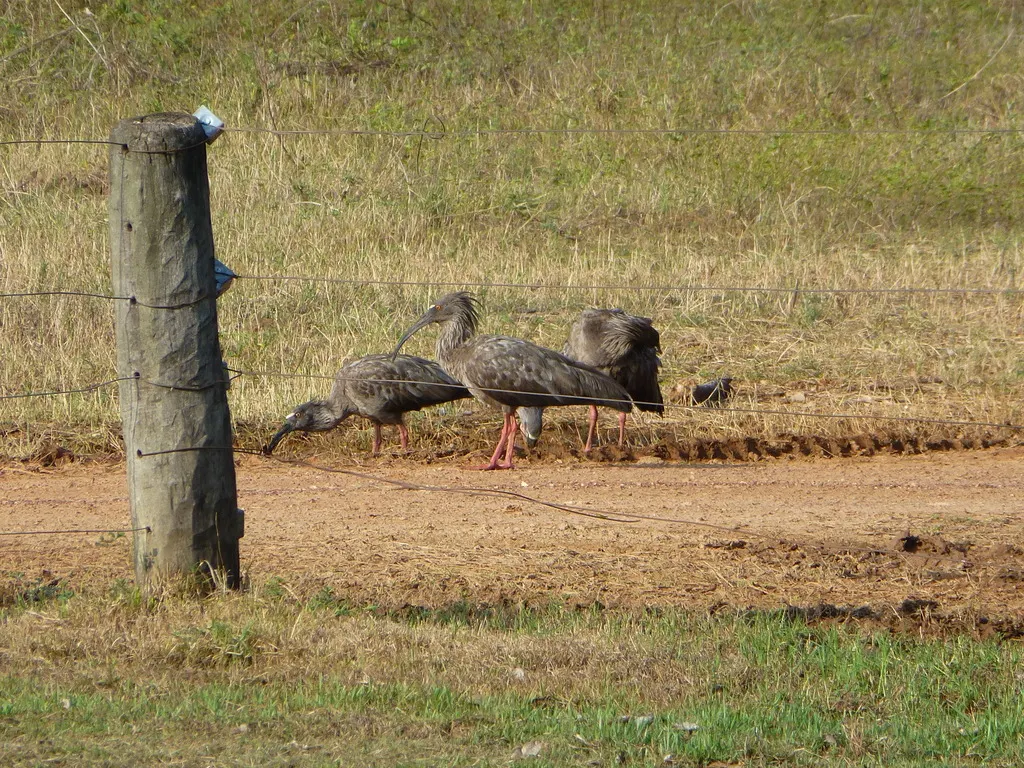 铅色鹮（Theristicus caerulescens）