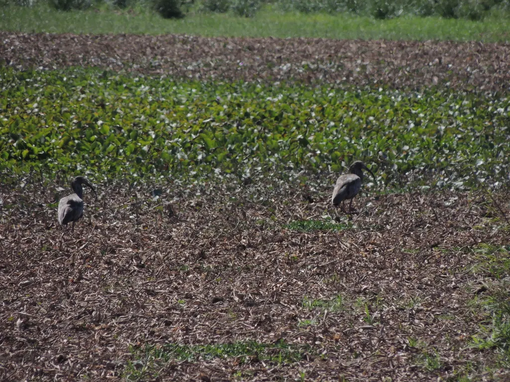铅色鹮（Theristicus caerulescens）
