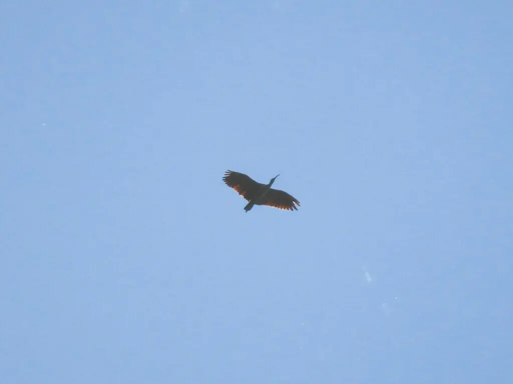 铅色鹮（Theristicus caerulescens）