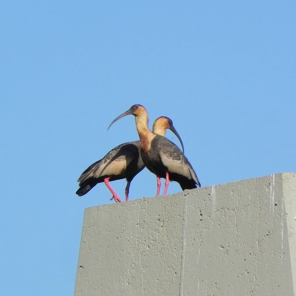 黄颈鹮(Theristicus caudatus)