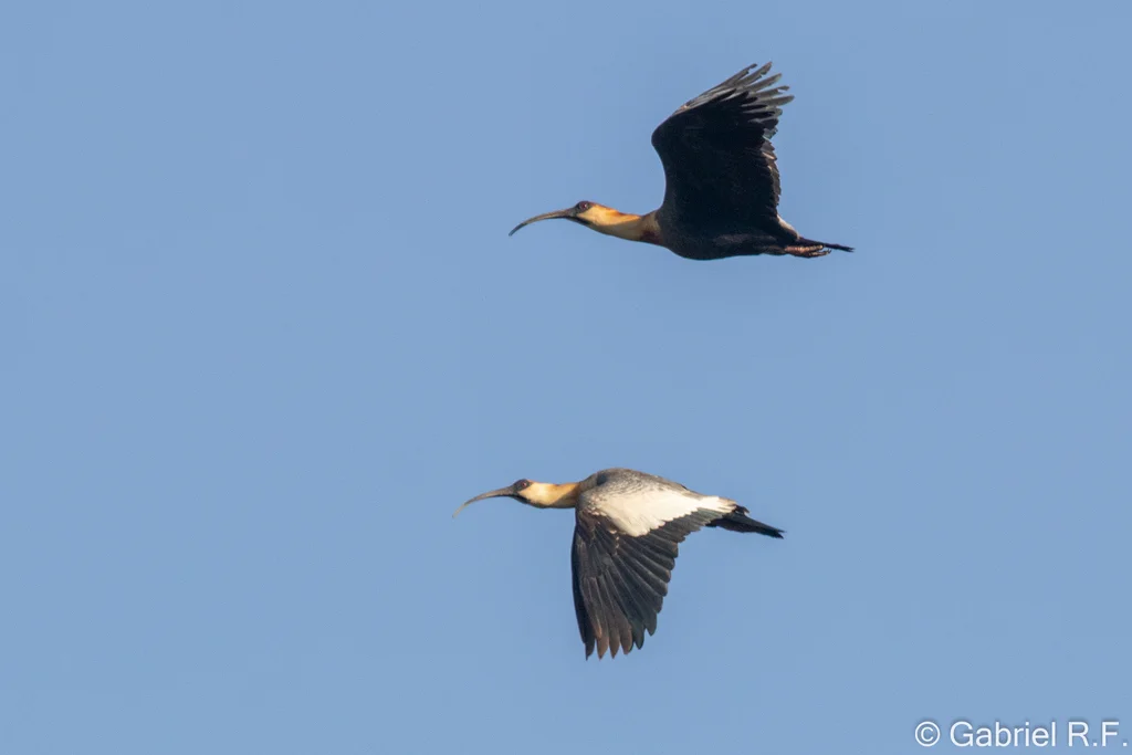 黄颈鹮(Theristicus caudatus)