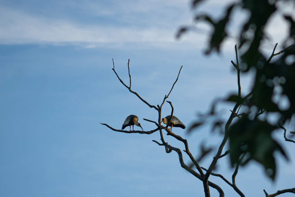 黄颈鹮(Theristicus caudatus)