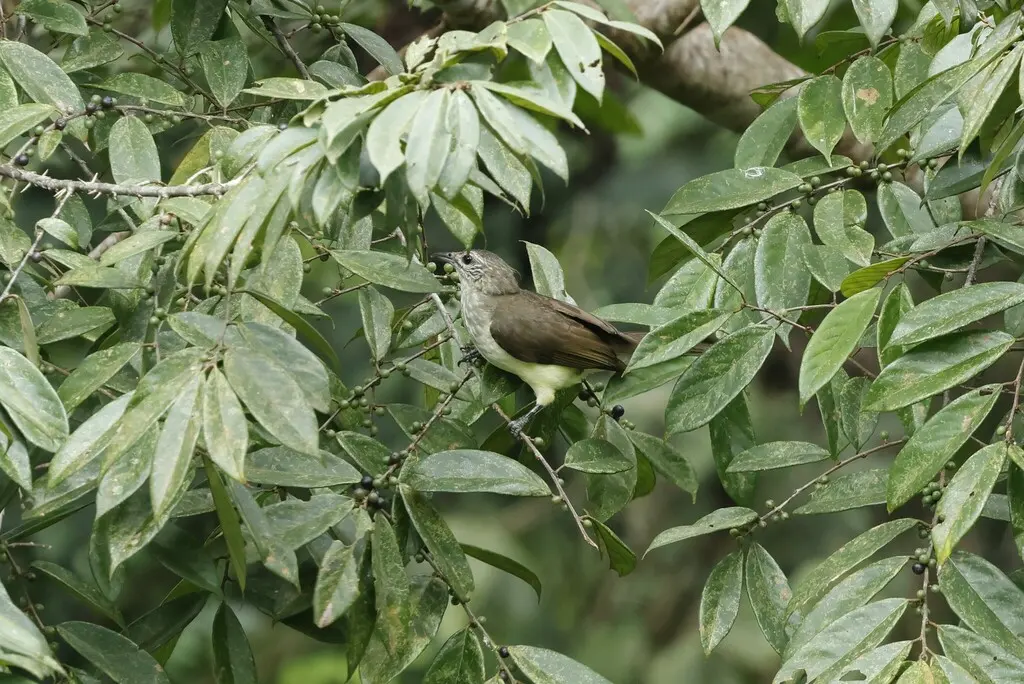 沼泽鹎(Thescelocichla leucopleura)