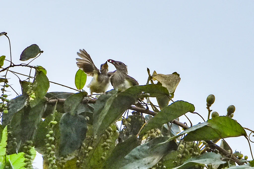 沼泽鹎(Thescelocichla leucopleura)