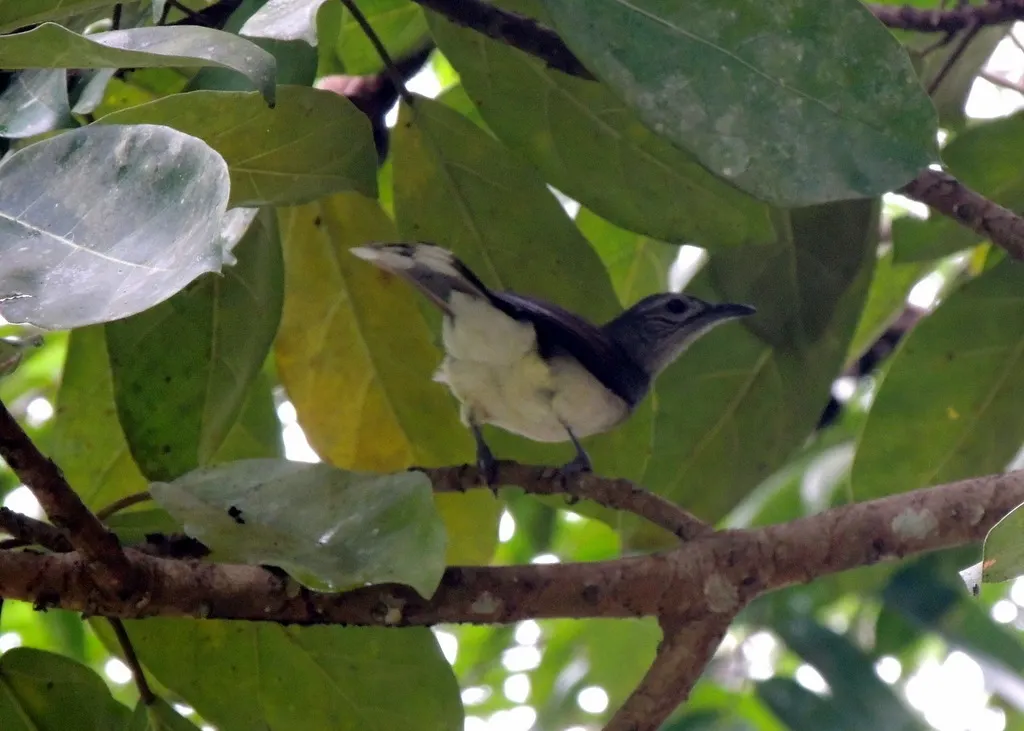 沼泽鹎(Thescelocichla leucopleura)