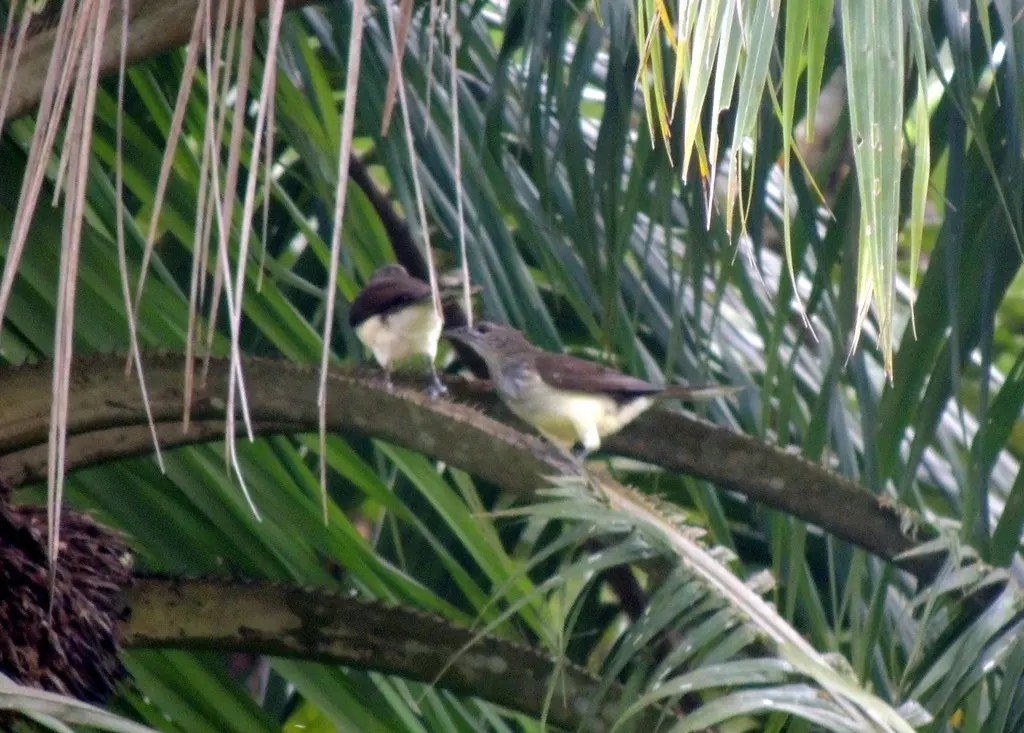 沼泽鹎(Thescelocichla leucopleura)