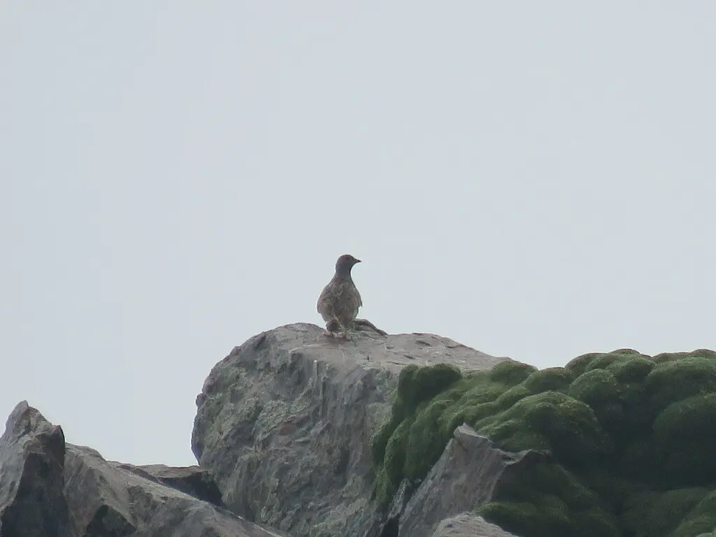 灰胸籽鹬(Thinocorus orbignyianus)